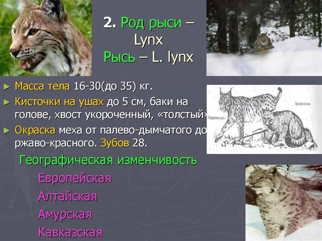 На каком материке живет рысь. Рысь описание. Доклад про Рысь. Рысь картинка с описанием.