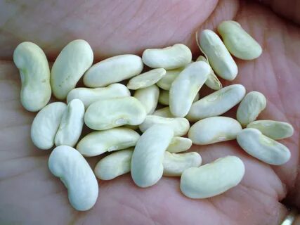 Bean s