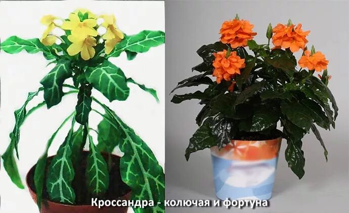 Комнатные цветы цветущие оранжевыми цветами - 81 фото