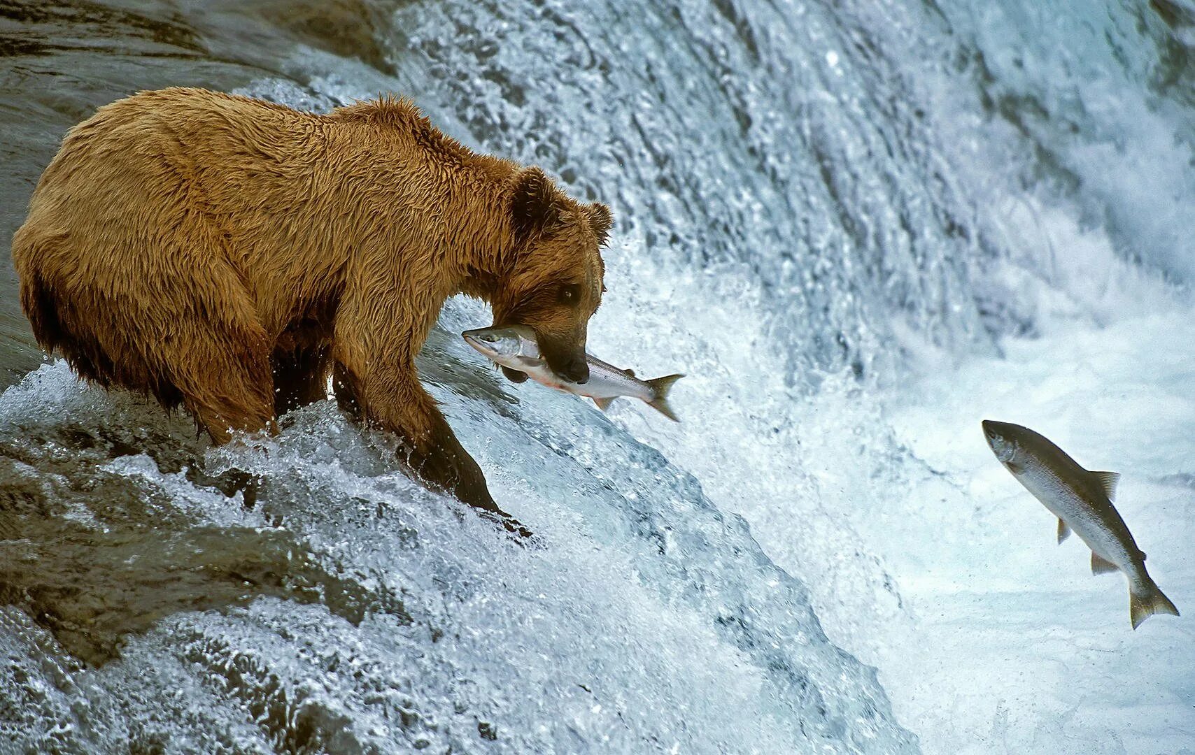 Животные охотятся. Хищники в природе. Медведь охотится.