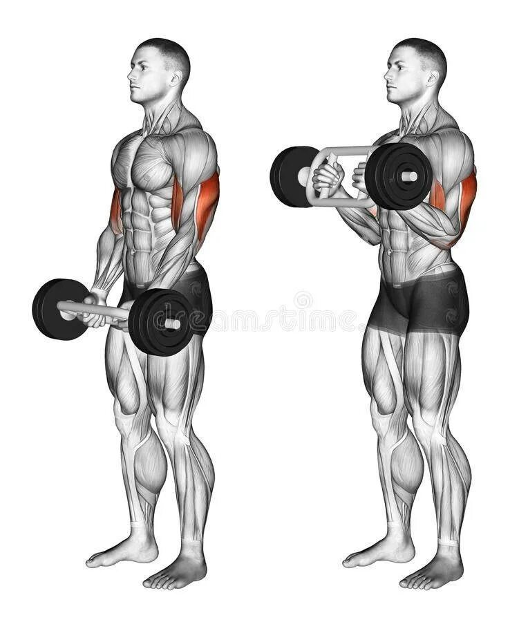Качать руки отзывы. Молот брахиалис. Упражнения с гантелями на бицепс и трицепс. Подъем гантелей на бицепс и трицепс. Занятия с гантелями на бицепс.