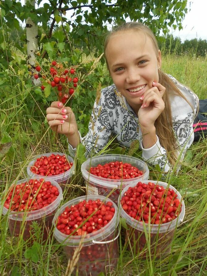 Сбор ягод. Собирать ягоды. Сбор клубники. Человек собирает ягоды. Ягодка работа