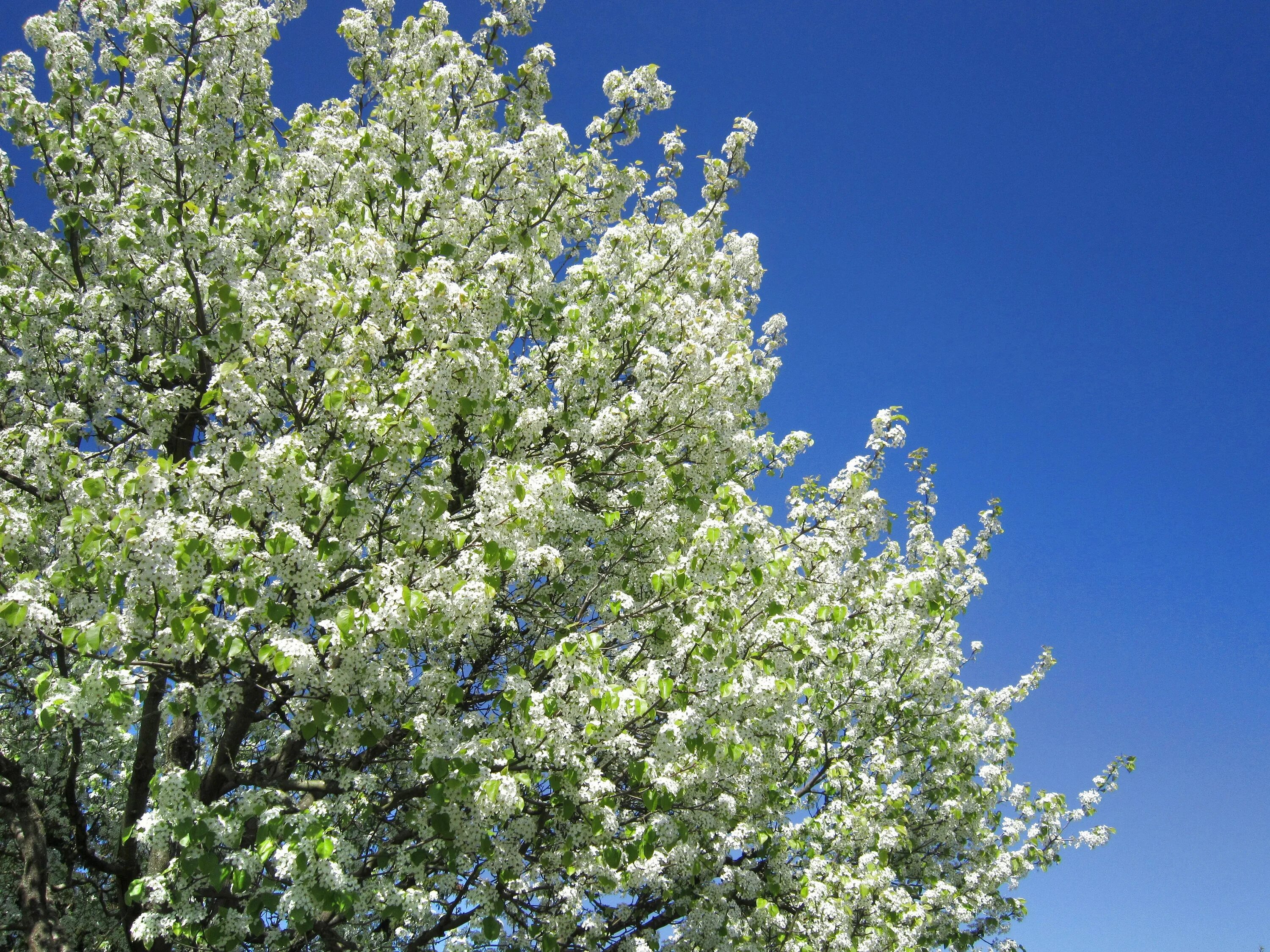 Дни цветения sky. Весеннее дерево. Деревья весной. Весенние деревья фото. Весенние деревья с высоты.
