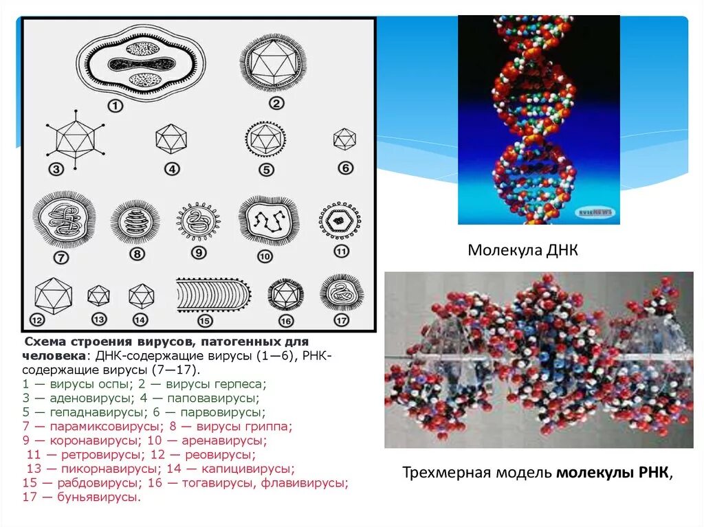 Коронавирус строение ДНК. Строение ДНК вируса. Структура ДНК вирусов. Размер вируса и молекулы.