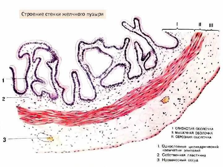 Слизистая оболочка желчного пузыря. Строение стенки желчного пузыря гистология. Строение слизистой оболочки желчного пузыря гистология. Слизистая желчного пузыря гистология. Слои желчного пузыря гистология.