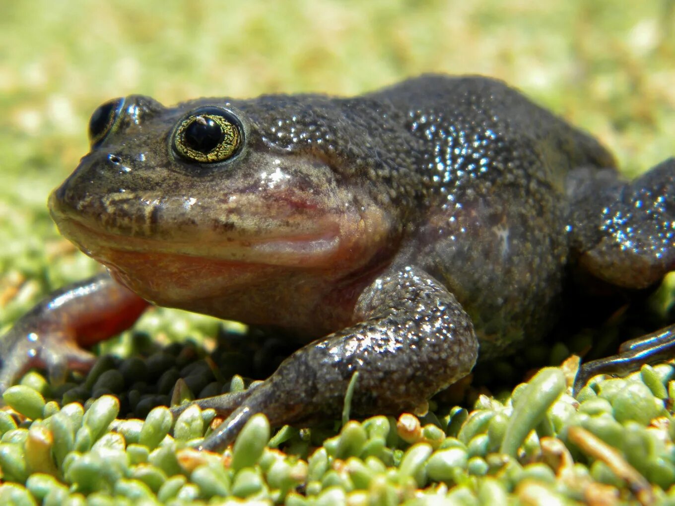 Земноводные пустыни. Колхидская жаба (Bufo verrucosissimus). Лягушка Paedophryne. Лягушка бык головастики. Лягушка Арлекин Коста Рика.