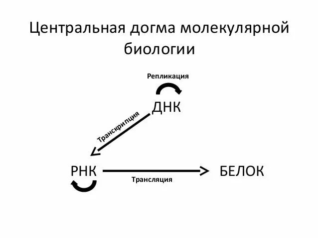 что описывает догма молекулярной биологии. 2. центральная догма молекулярной генетики схема. схема передачи генетической информации центральная догма. схема центральной догмы молекулярной биологии.