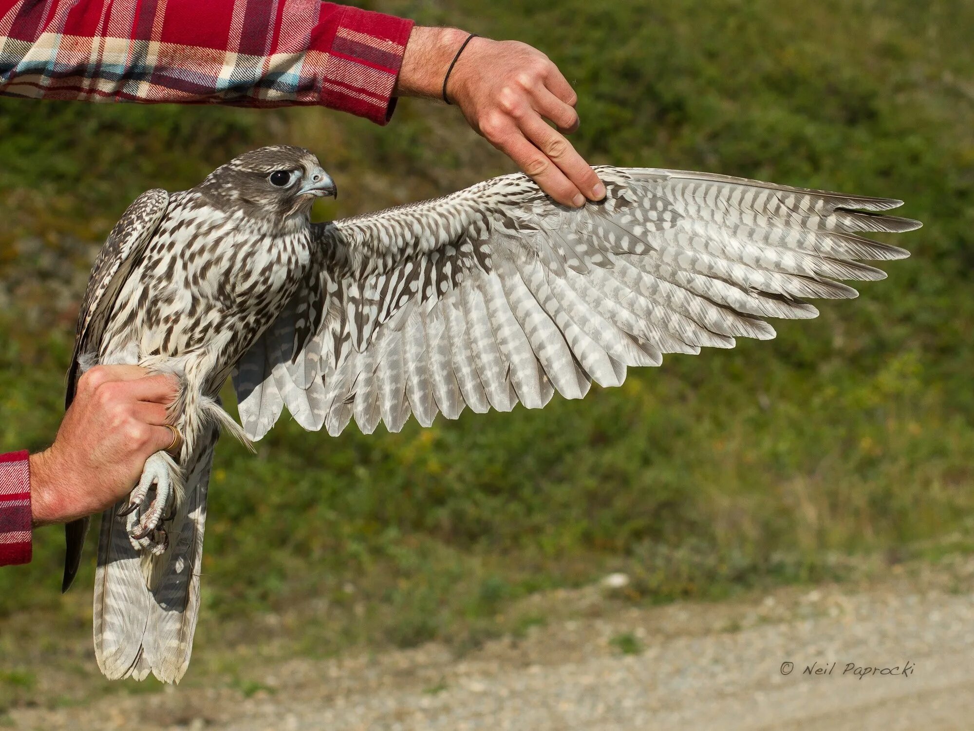 галичья гора сокол балобан. сокол сапсан ястреб коршун. хищные птицы сокол сапсан. хищные птицы сокол сапсан. кречет балобан.