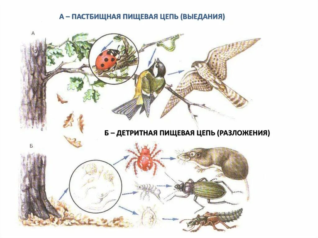 2 пастбищные цепи питания. Цепь питания детритная цепь. Цепи питания пастбищные и детритные схема. Цепи питания цепь выедания. Пищевые цепи пастбищные и детритные цепи.