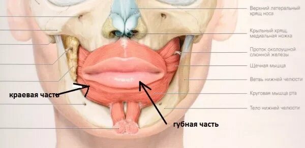 Губы мышцы рта. Круговая мышца рта краевая часть губная часть. Круговая мышца рта анатомия. Круговая мышца ртванатомия. Мышцы вокруг рта анатомия.