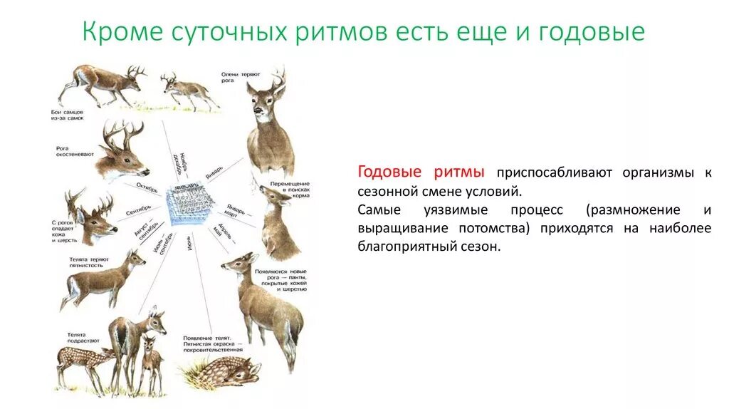 Годовое изменение в жизни животных