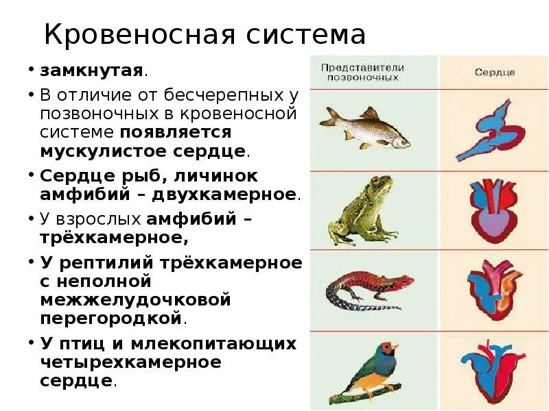 Пресмыкающиеся строение дыхательной системы. Строение дыхательной системы хордовых. Кровеносная система земноводных 7 класс. Сердце рыб амфибий рептилий.