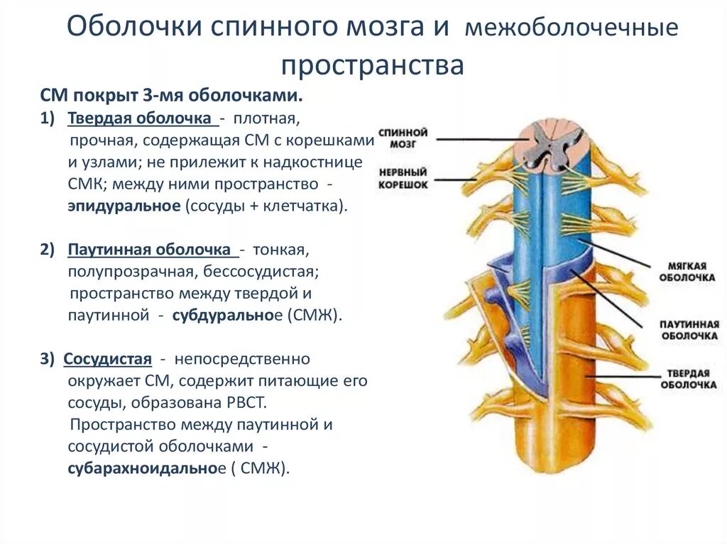 Пространство между твердой и паутинной оболочками спинного мозга:. Паутинная оболочка спинного мозга строение. Оболочки спинного мозга функции оболочек. Спинной мозг: наружное строение, оболочки, кровоснабжение.