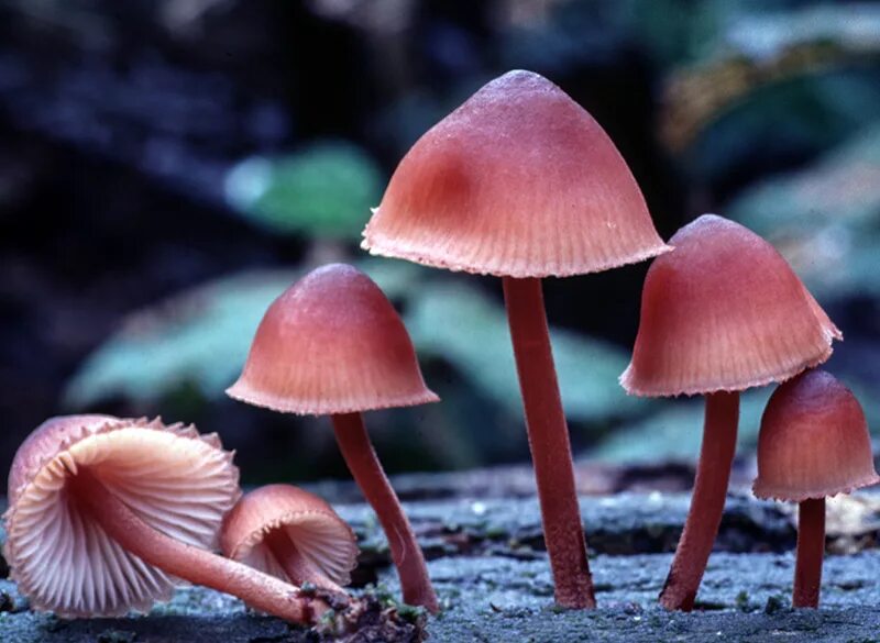 Мицена. Мицена mycena. мицена пурпурная (mycena adonis).. мицена кровяноножковая mycena haematopus. мицена хлорофос.