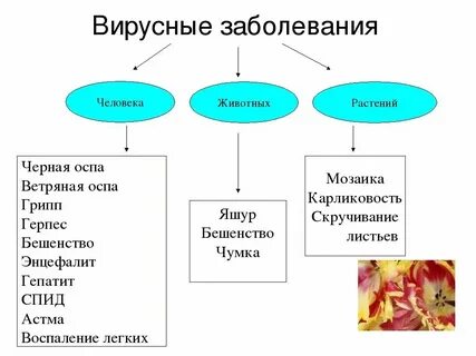 Типы инфекций вызываемые вирусами