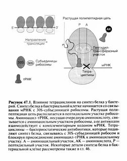 Мишень действия тетрациклина