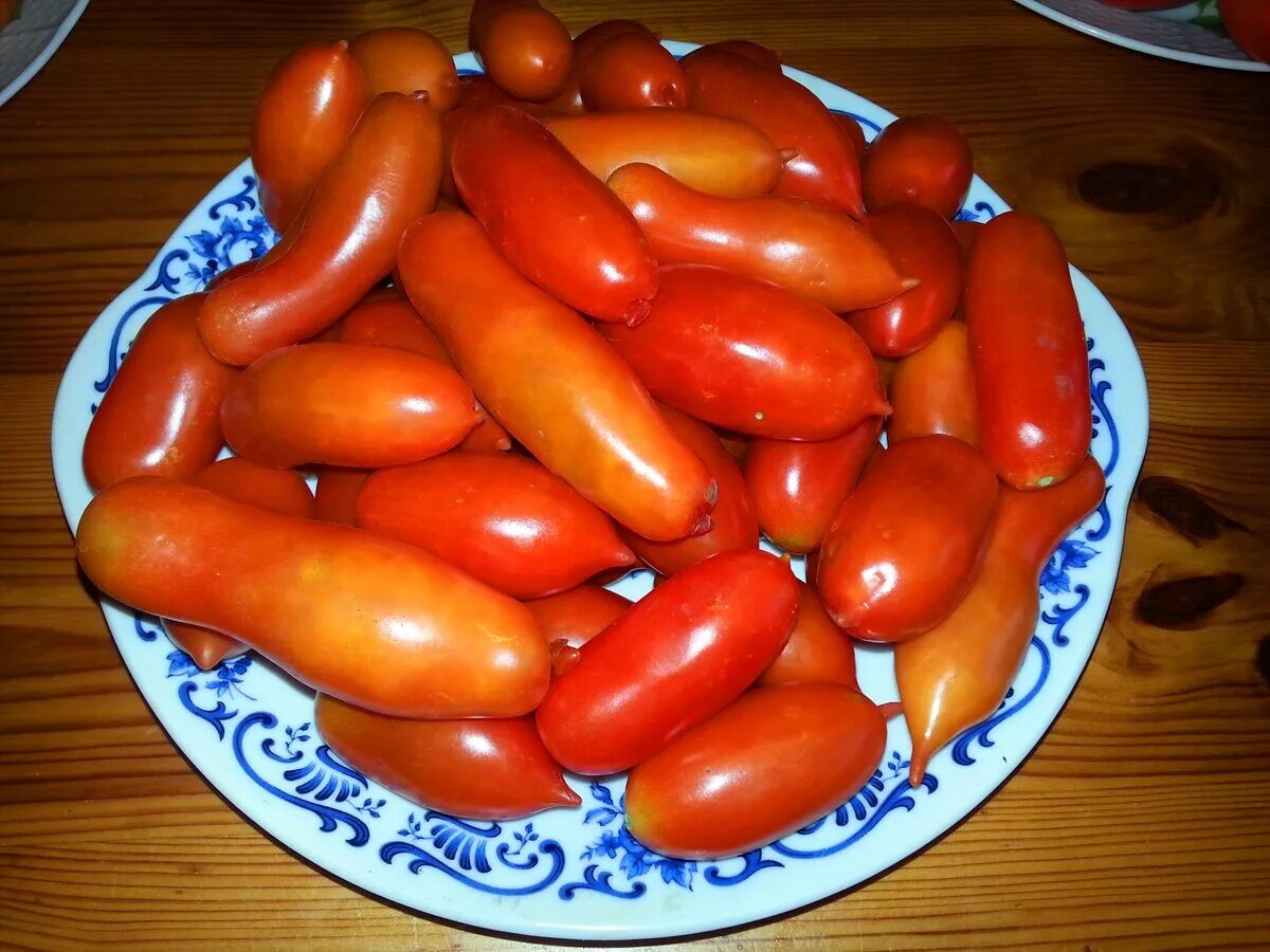 Сорта томатов, удивляющие своей устойчивостью к фитофторе и хорошим вкусом плодо