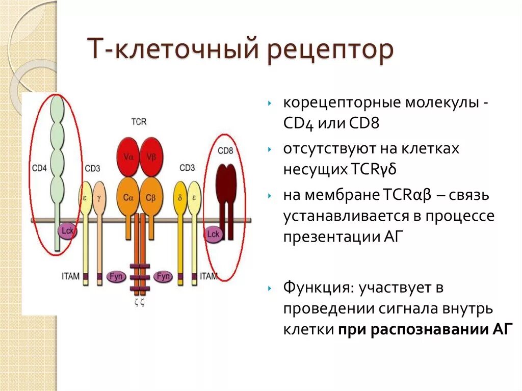 Строение клеточного рецептора TCR. Строение t клеточного рецептора. Схема строения TCR рецептора. Схема строения т клеточного рецептора.