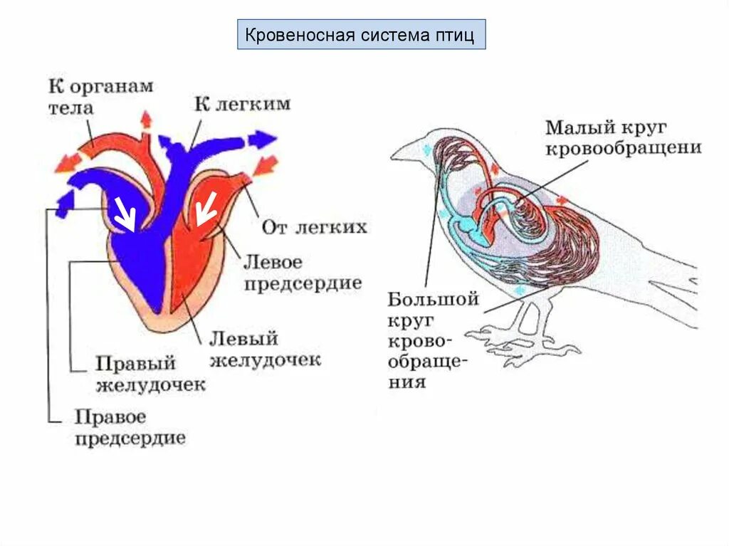 Сердце у птиц система