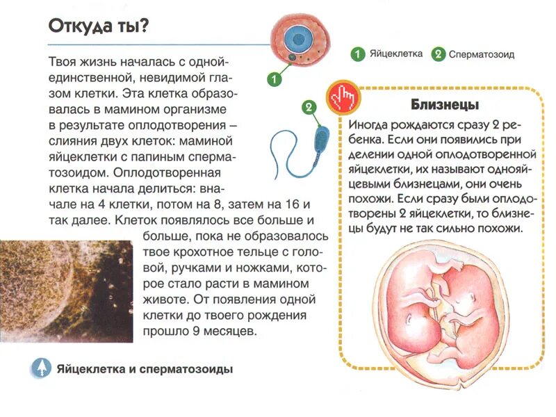 Яйцеклетки сохраняют способность к оплодотворению. Оплодотворение яйцеклетки. Оплодотворение яйцеклетки по дням. Оплодотворенная яйцеклетка по дням. Сколько по времени длится оплодотворение яйцеклетки.