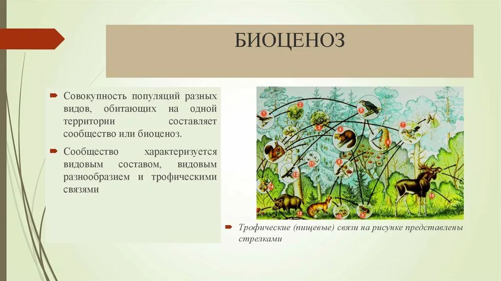 Биоценоз Дубравы. Биоценоз рисунок. Структура биоценоза. Биоценоз схема. Первостепенную роль в развитии биоценозов выполняют