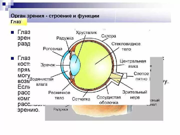 Строение органа зрения таблица. Строение глаза функции строение. Строение и функции глаза кратко. Строение и функции органа зрения человека.