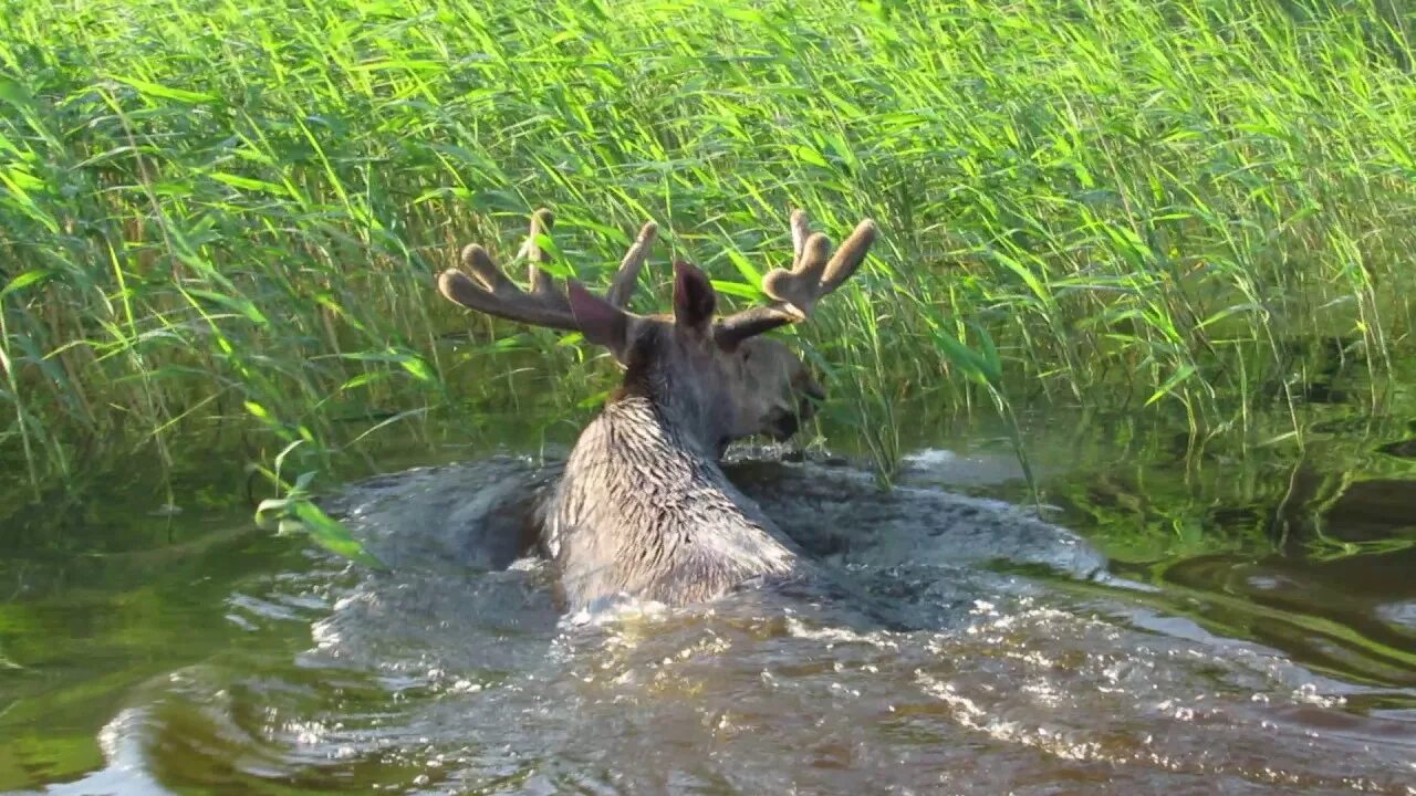 Лось плавает. Лось плывет через реку. Лоси плывут озеро. Лось плывет