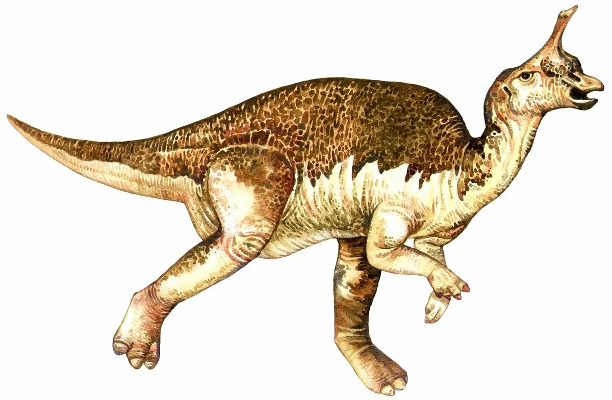Tsintaosaurus spinorhinus. Циньтаозавр динозавр. Динозавр с рогом на лбу. Динозавр с рогом на голове