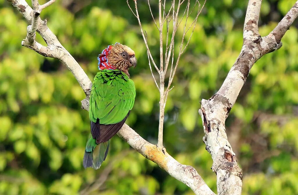 Curl parrot