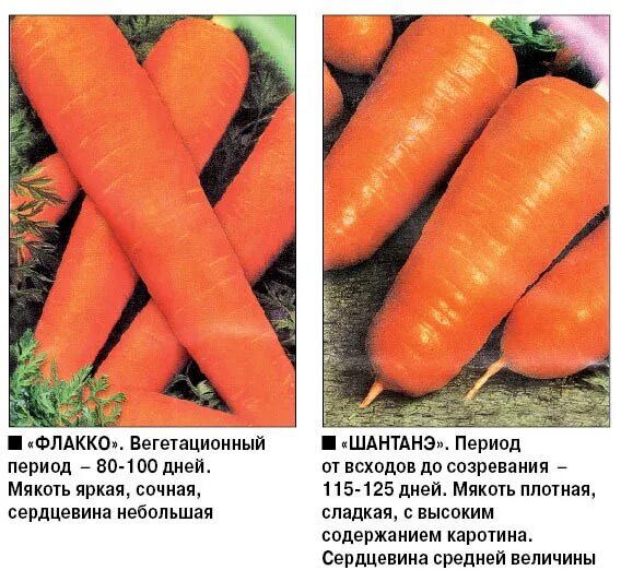 Любит ли морковь. Удобрение для моркови. Подкормка моркови. Подкормка моркови в открытом грунте. Морковка подкормленная удобрениями.