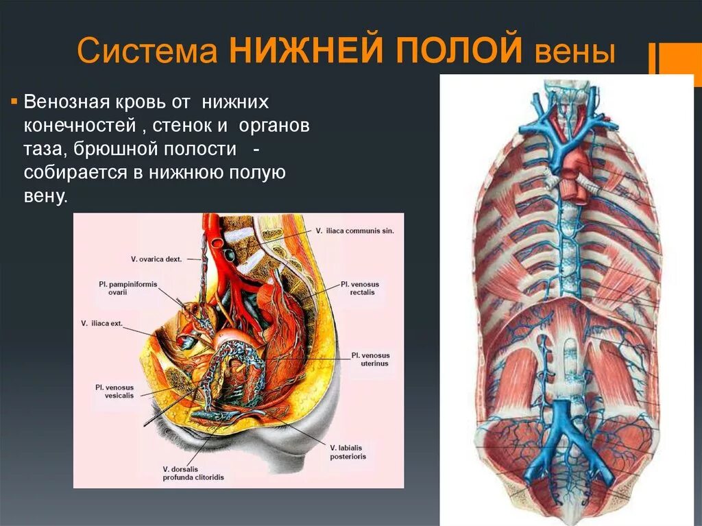 Система нижние полые вены. Система нижней полой вены. Нижняя полая Вена система. Системс нижней половй аены.