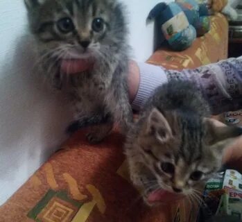 Котята в добрые руки в иванове