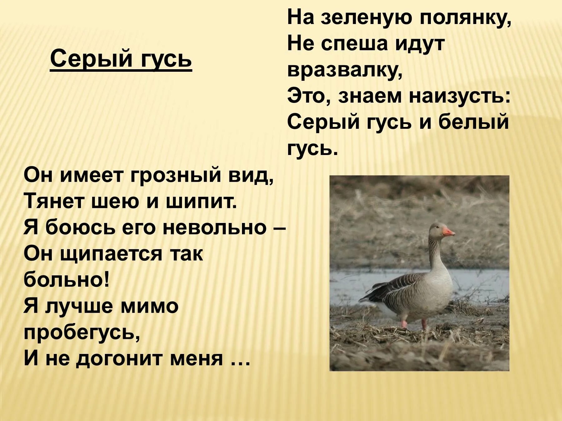 Известно что серый гусь перелетная водоплавающая птица. Загадка про гуся. Гуси информация. Гусь для презентации. Интересные факты о гусях.