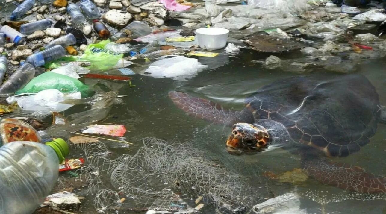 Загрязнение природы животные. Загрязнение воды с животными. Пластиковое загрязнение воды.