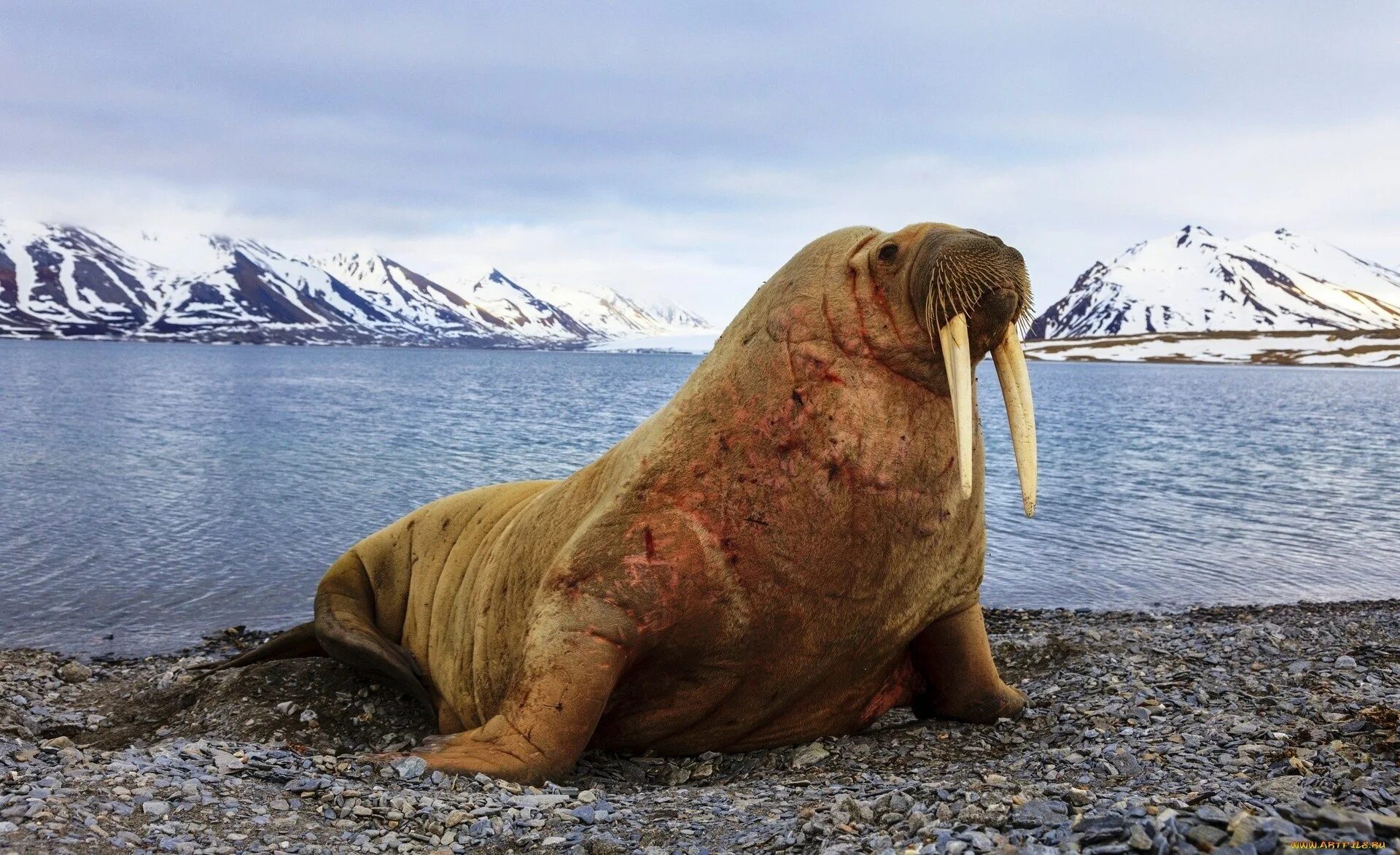 Лаптевский морж. Морж Лаптевский подвид. Северный морж. Моржи Северной Америки.