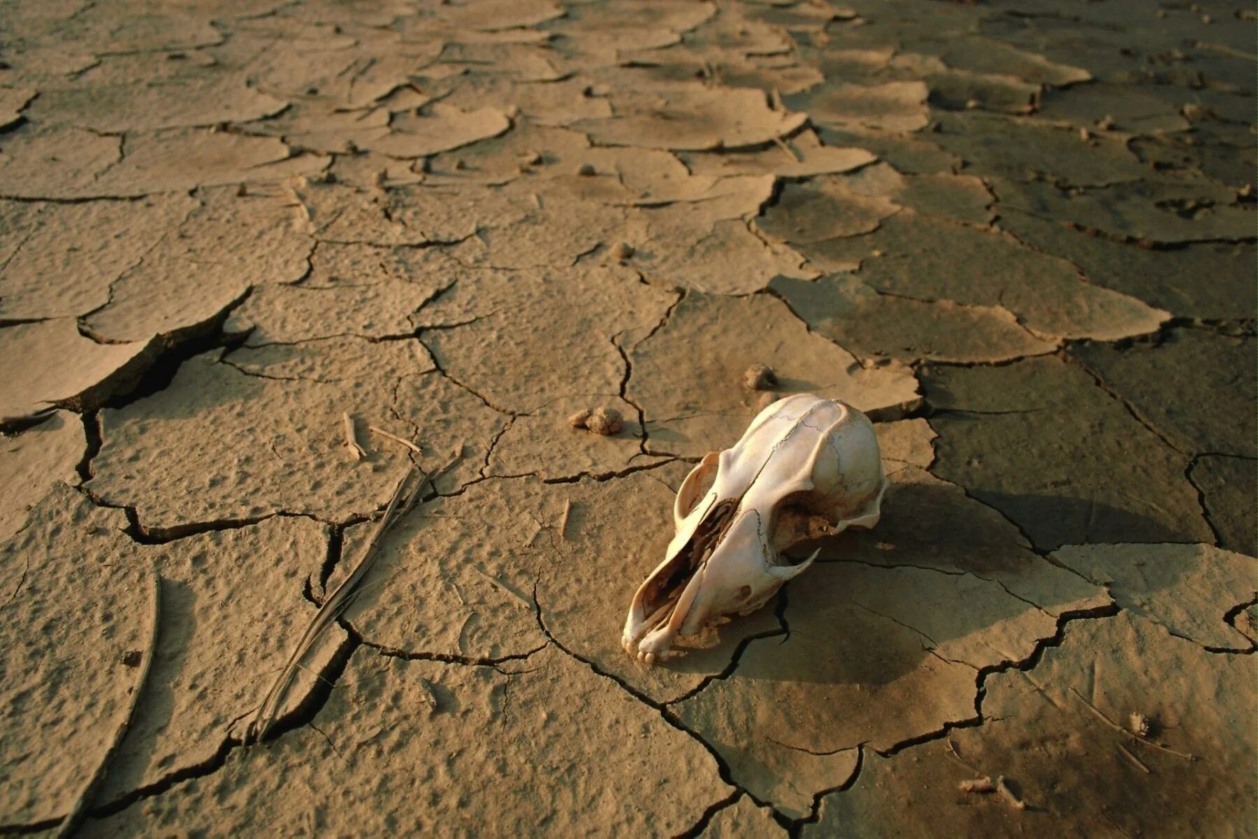 Земля без животных. Экологические проблемы. Земля без животных. Гибель растительности. Животные земли.