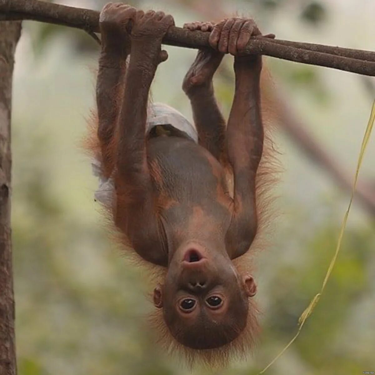 Орангутан на дереве. Обезьяна на лиане. Обезьяна висит на хвосте. Мартышка на лиане. Обезьянка мультяшная на дереве.