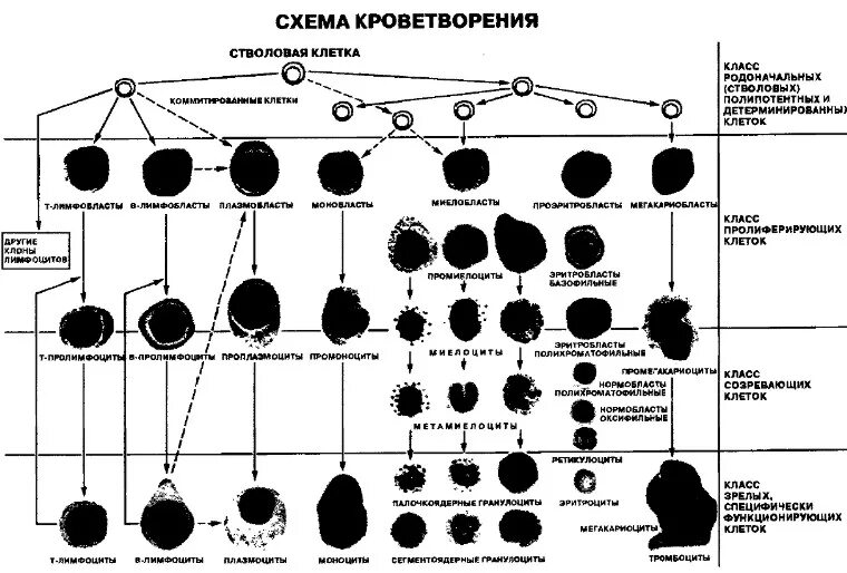 Полипотентные клетки