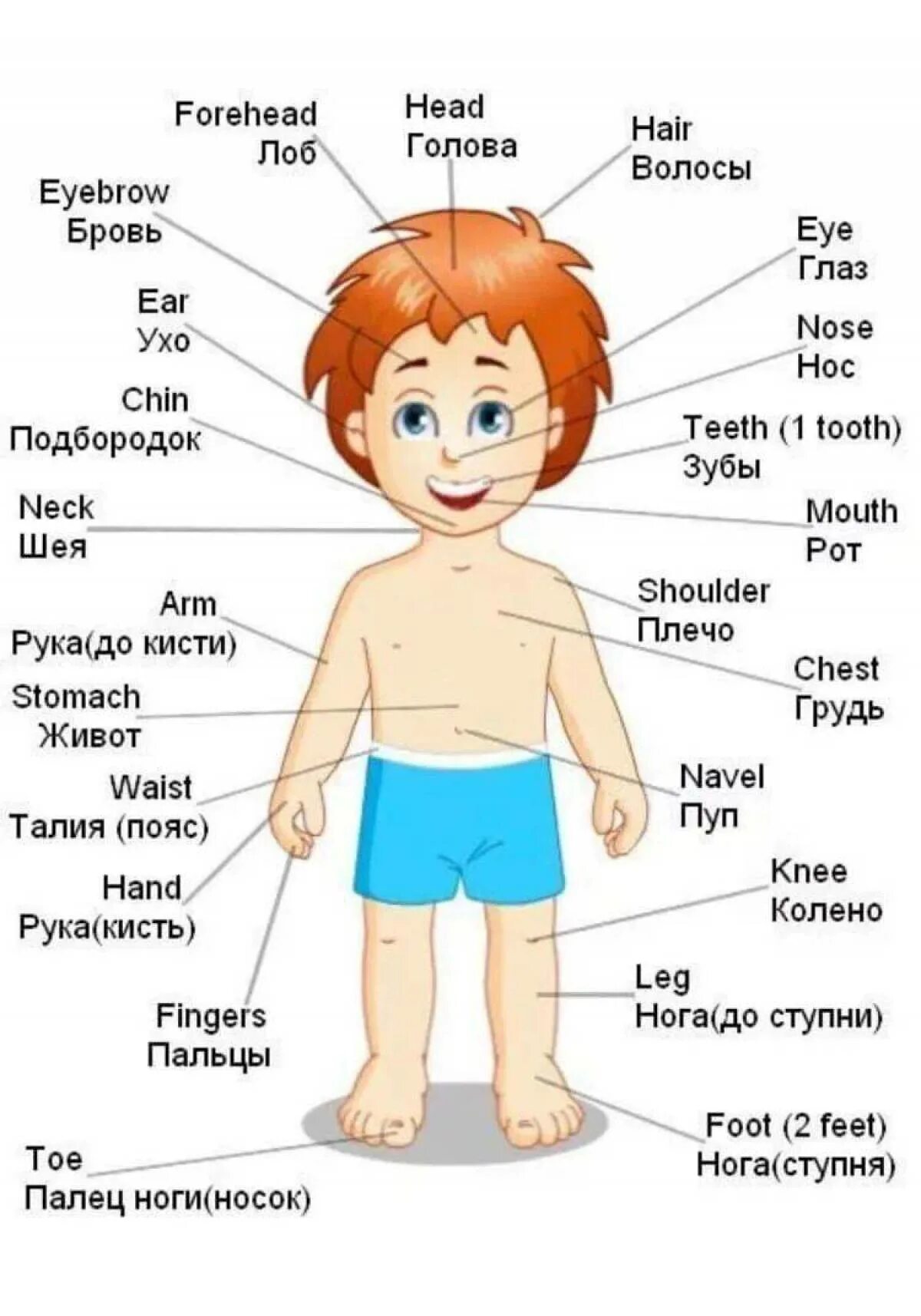 Части тела на английском языке с переводом. Части тела человека на английском с транскрипцией. Название частей тела на английском языке. Название частей тела на немецком языке. Английские песни части тела