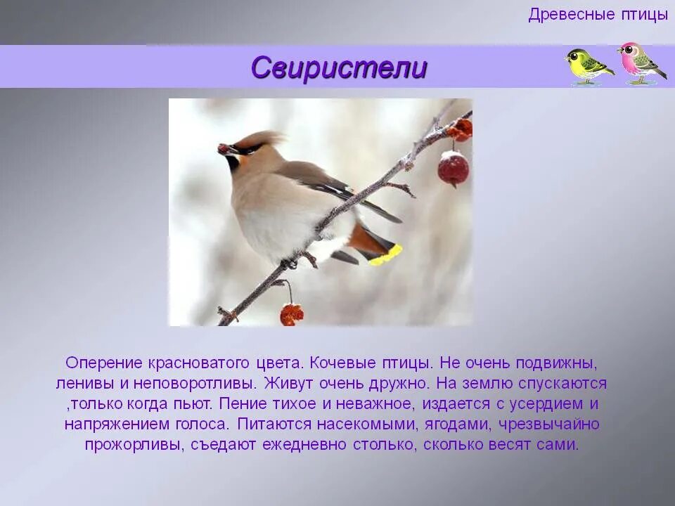 Свиристели глагол. Свиристель ареал. Доклад про птицу свиристель. Доклад о свиристели. Краткое описание свиристели.