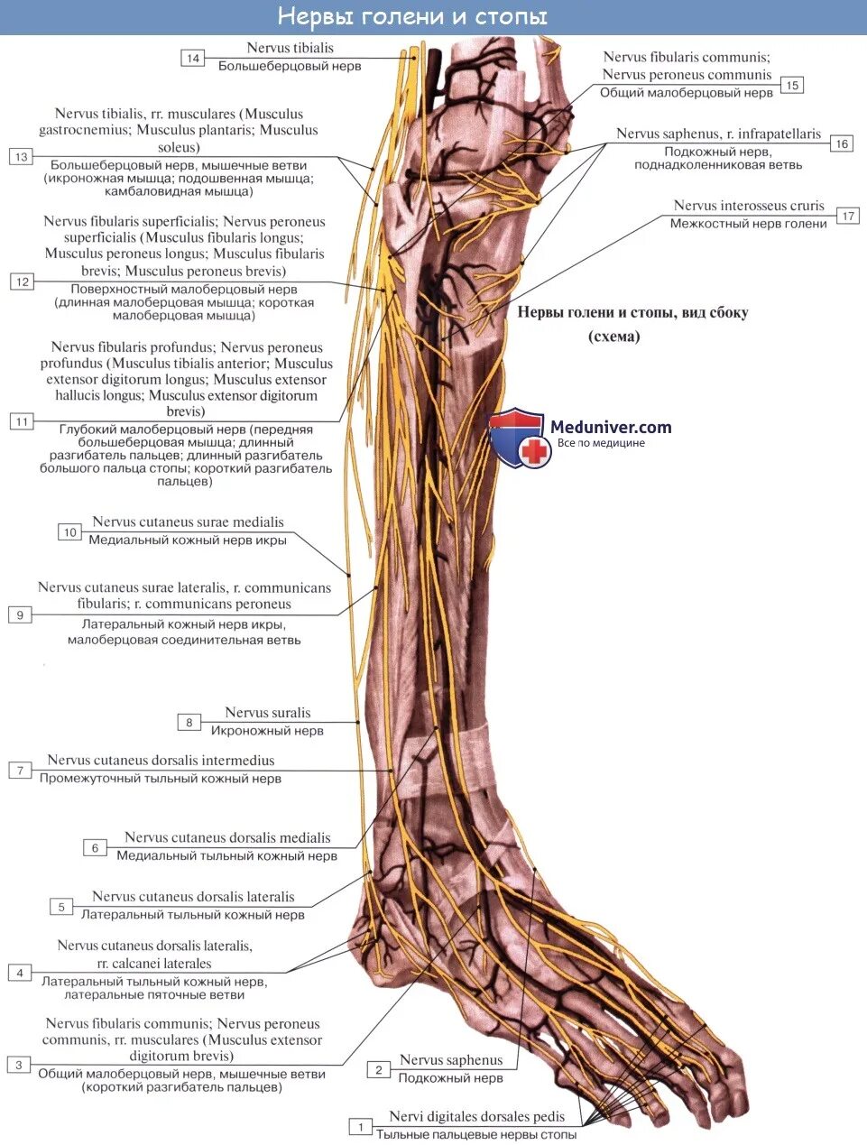 Малоберцовый нерв стопа. Малоберцовый нерв иннервация кожи. Поверхностный малоберцовый нерв иннервация. Малоберцовый нерв анатомия латынь. Suralis нерв анатомия.