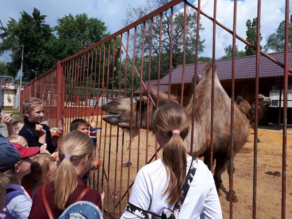 Конспект занятия экскурсия в зоопарк. Загадки: зоопарк. Зоопарк иллюстрация. Московский зоопарк виртуальная экскурсия. Правила поведения в зоопарке.