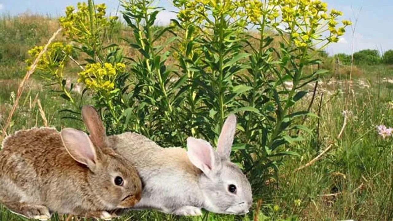 Можно ли кроликам крапиву. Кролик в траве. Растения для кроликов. Трава для кролей. Молочник трава для кроликов.