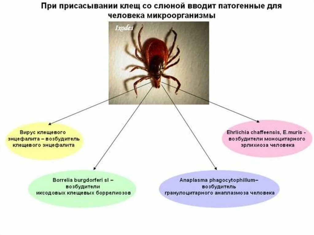 Переносчиками каких заболеваний являются иксодовые клещи. Клещи иксодовые клещевой энцефалит. Иксодовый клещ переносчик энцефалита. Иксодовый клещевой боррелиоз эпидемиология.