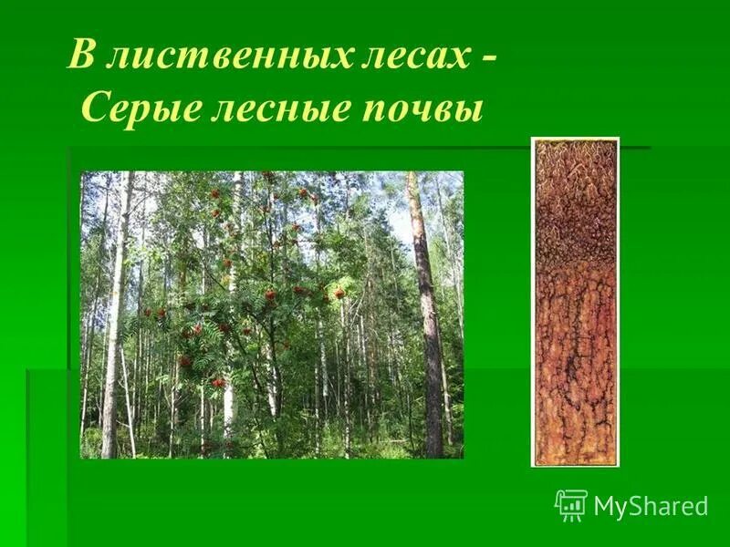 Смешанный и широколиственный лес почва. Лиственные леса почва. Широколиственный лес почва. Почвы смешанных и широколиственных лесов. Лиственный лес тип почвы.