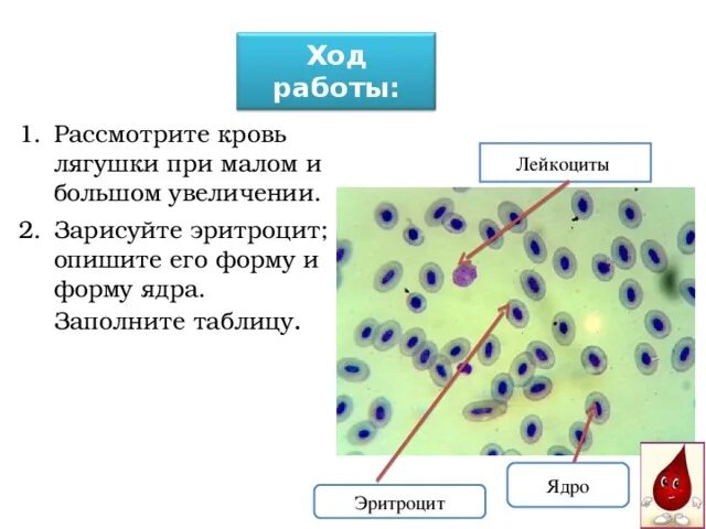 Форма ядра эритроцита. Эритроцит лягушки его форма и форма ядра. Эритроциты крови лягушки форма и форма ядра. Кровь лягушки при Малом и большом увеличении микроскопа. Лейкоциты лягушки.