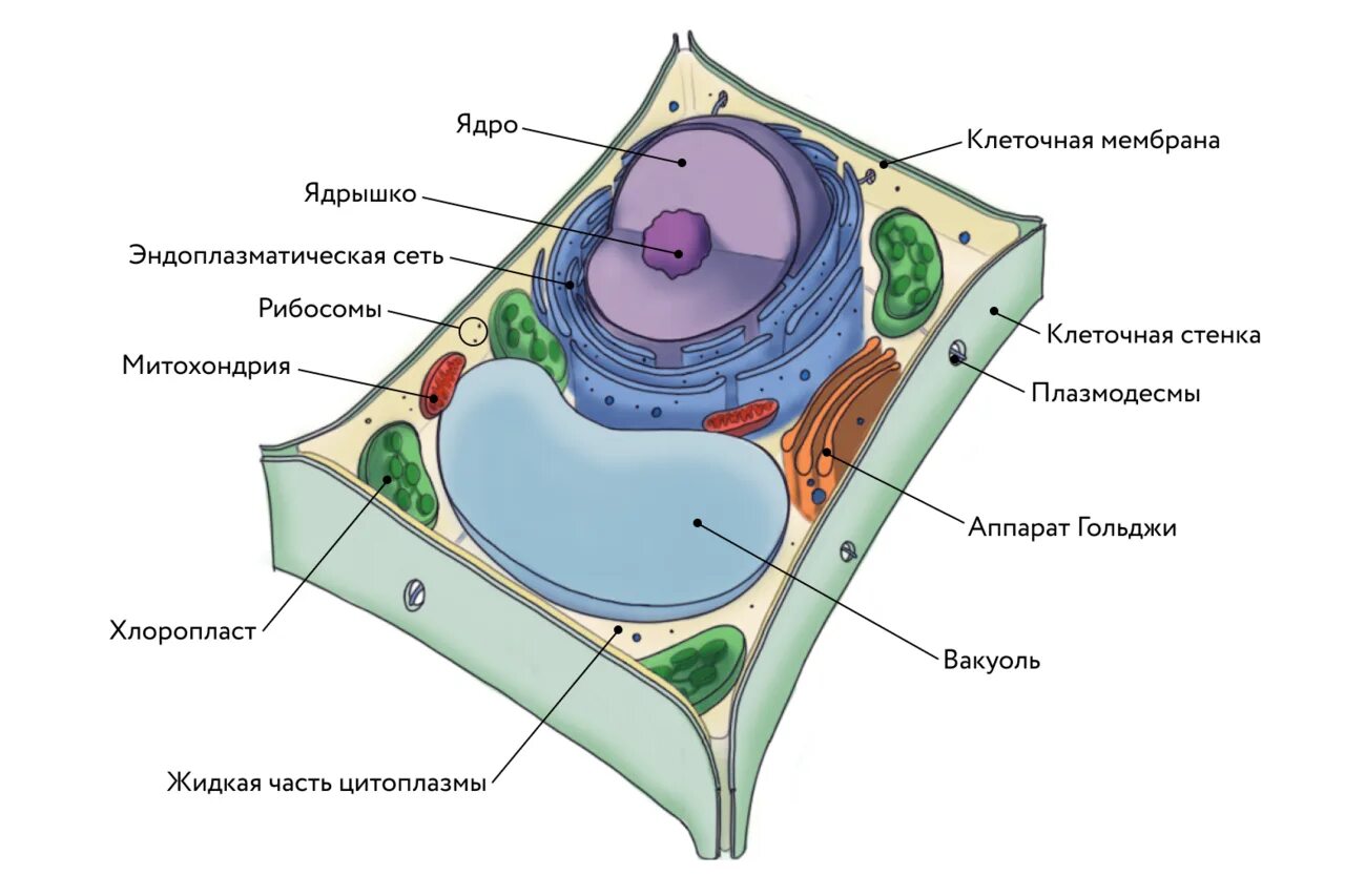 Связь между клетками растительная клетка. Растительная клетка. Строение клетки растения. Строение растительной клетки. Структура растительной клетки.