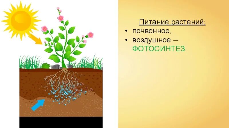 Фотосинтез дыхание минеральное питание растений. Воздушное питание растений фотосинтез. Почвенное и воздушное питание растений. Воздушное питание растений фото. Фотосинтез и почвенное питание.