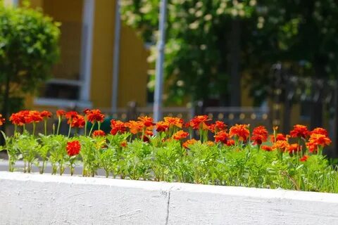 Город цветов брянск