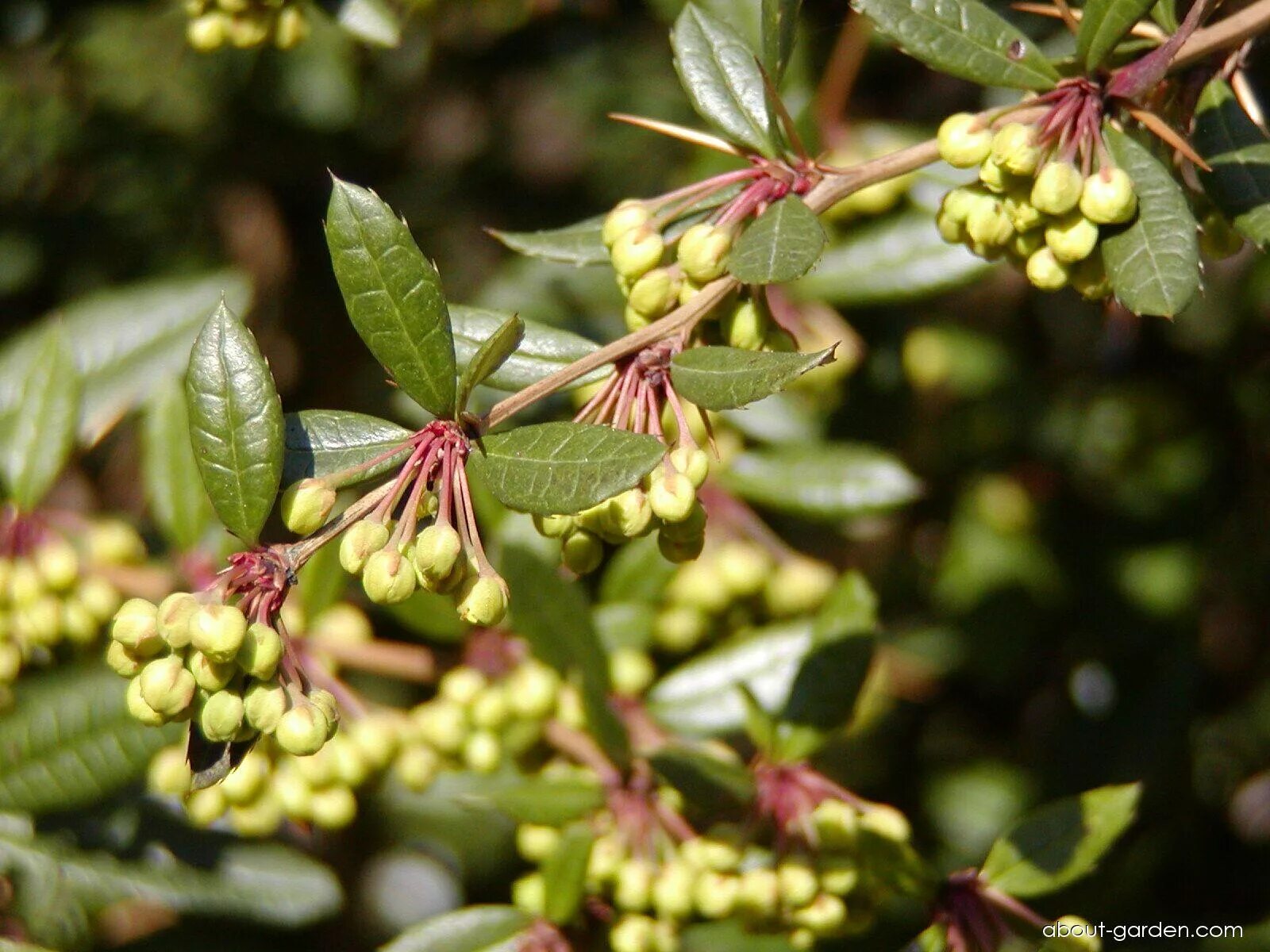 Винтергрин. Berberis julianae. (Berberis canadensis declinata). Berberis julianae строение.